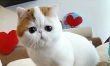 Najsłodszy kot Internetu? Snoopy podbija Instagram  - Zdjęcie nr 3