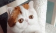 Najsłodszy kot Internetu? Snoopy podbija Instagram  - Zdjęcie nr 4