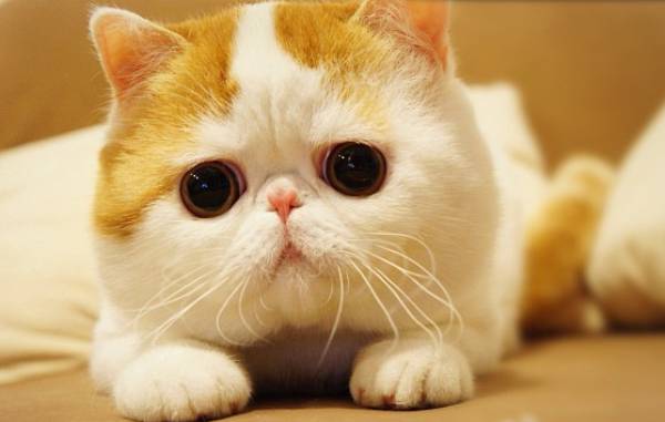 Najsłodszy kot Internetu? Snoopy podbija Instagram  - Zdjęcie nr 8
