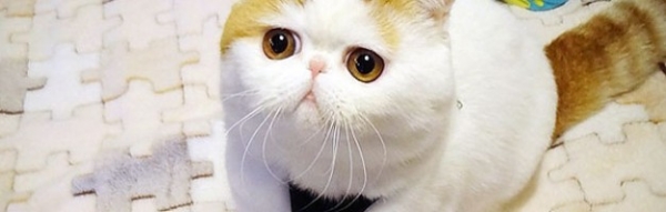 Najsłodszy kot Internetu? Snoopy podbija Instagram  - Zdjęcie nr 9