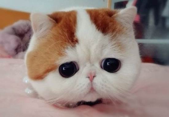 Najsłodszy kot Internetu? Snoopy podbija Instagram  - Zdjęcie nr 10
