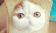 Najsłodszy kot Internetu? Snoopy podbija Instagram  - Zdjęcie nr 1
