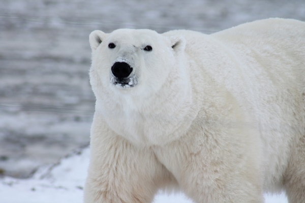 Podryw na niedźwiedzia polarnego