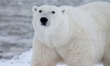 Podryw na niedźwiedzia polarnego