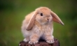 W Szwecji odbywa się konkurs skoków dla królików - Kaninhoppning.