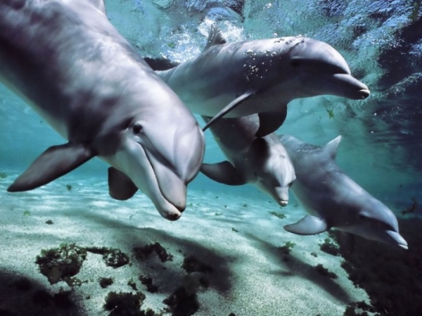 Delfiny nadają sobie imiona i używają ich podczas komunikowania się.