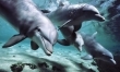 Delfiny nadają sobie imiona i używają ich podczas komunikowania się.
