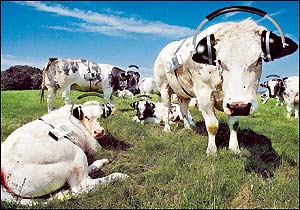 Badania dowiodły, że krowy słuchające muzyki dają więcej mleka, i jest ono smaczniejsze.