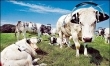 Badania dowiodły, że krowy słuchające muzyki dają więcej mleka, i jest ono smaczniejsze.