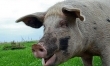 Orgazmy świń potrafią trwać aż 30 minut.