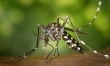 Ratuje po ugryzieniu komara 