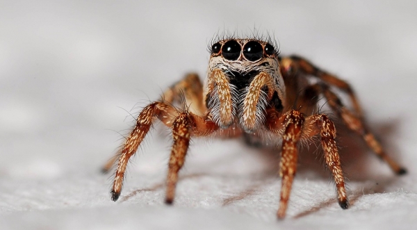 Arachnofobia - lęk przed pająkami