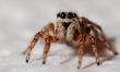 Arachnofobia - lęk przed pająkami