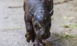 Hipopotam karłowaty we wrocławskim zoo  - Zdjęcie nr 5
