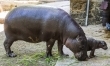 Hipopotam karłowaty we wrocławskim zoo  - Zdjęcie nr 4