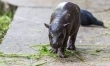 Hipopotam karłowaty we wrocławskim zoo  - Zdjęcie nr 3
