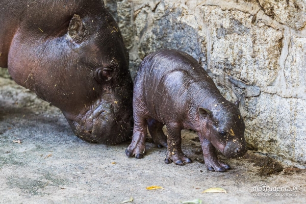 Hipopotam karłowaty we wrocławskim zoo  - Zdjęcie nr 2