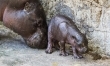 Hipopotam karłowaty we wrocławskim zoo  - Zdjęcie nr 2