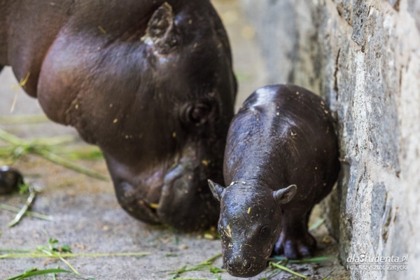 Hipopotam karłowaty we wrocławskim zoo  - Zdjęcie nr 1
