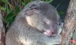 Koala australijski