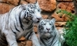 Tygrys biały bengalski