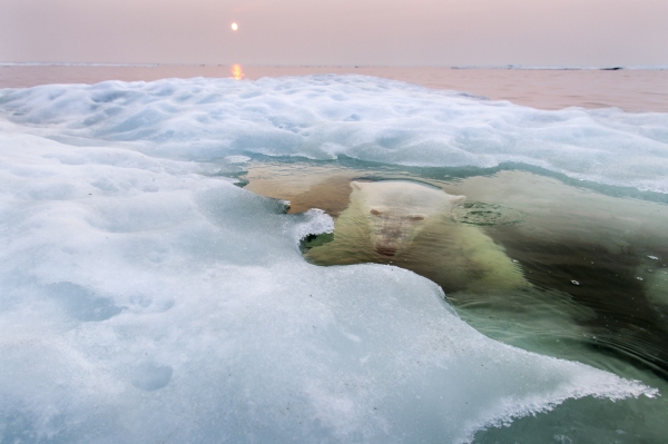 Niedźwiedź Polarny - Grand Prix oraz zwycięzca w kategorii Natura (autor: Paul Souders)