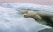 Niedźwiedź Polarny - Grand Prix oraz zwycięzca w kategorii Natura (autor: Paul Souders)