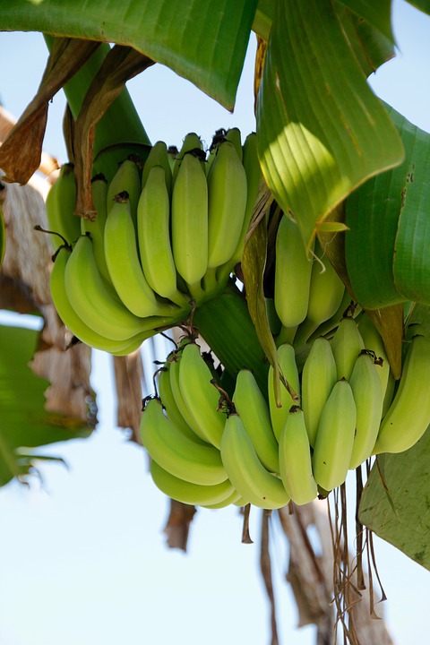 Bananowa choinka
