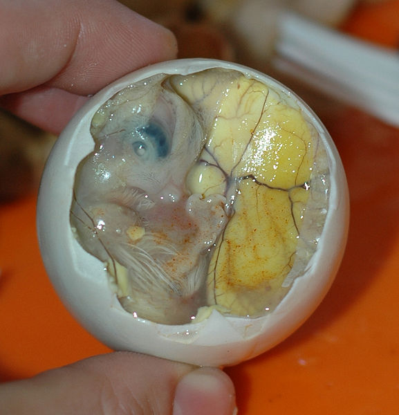 Balut - jajko z nogami