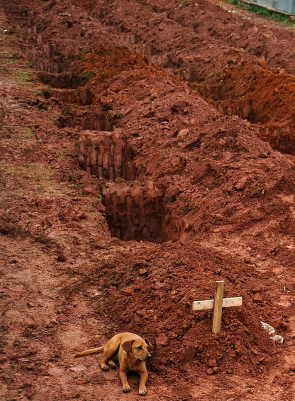 Pies Leao cuwa przy grobie swojej pani, która zginęła w osuwisku ziemi po wielkiej ulewie w Brazylii