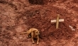 Pies Leao cuwa przy grobie swojej pani, która zginęła w osuwisku ziemi po wielkiej ulewie w Brazylii