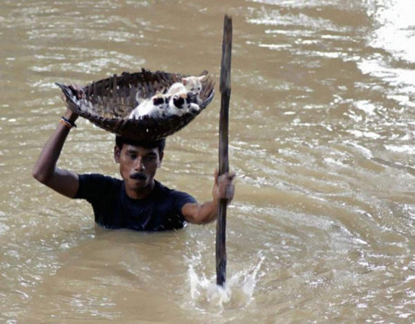 Podczas olbrzymiej powodzi w indyjskiej miejscowości Cuttack City pewien mężczyzna uratował wiele kotów przenosząc je na własnej głowie
