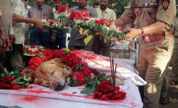 Zanjeer, pies bohater, który uratował życie tysiącom mieszkańców Bombaju w 1993 roku. Wykrył ponad 3329 kilogramów materiałów wybuchowych, 600 detonatorów, 249 granatów ręcznych oraz 6406 serii nabojó