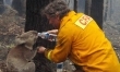 Strażak daje wody misiowi koala podczas pożaru lasu (Australia, 2009)