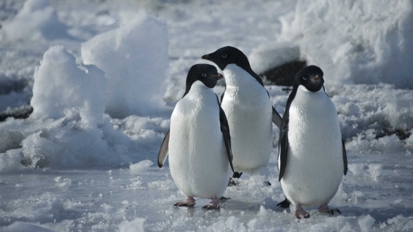 Antarktyda: Rok na lodzie  - Zdjęcie nr 3