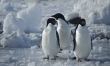 Antarktyda: Rok na lodzie  - Zdjęcie nr 3