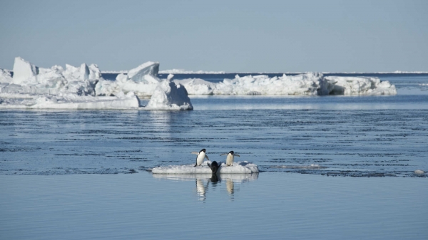 Antarktyda: Rok na lodzie  - Zdjęcie nr 25