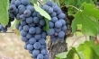 Winogrona pobudzają krążenie i zwiększają ochotę na seks