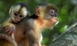 Amazonia 3D. Przygody małpki Sai  - Zdjęcie nr 2