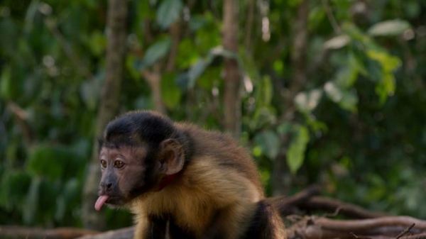Amazonia 3D. Przygody małpki Sai  - Zdjęcie nr 3