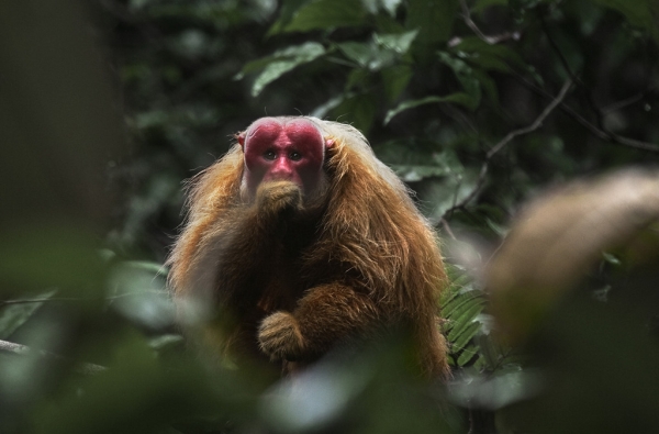 Amazonia 3D. Przygody małpki Sai  - Zdjęcie nr 4