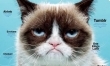 Grumpy Cat, najpopularniejsze zwierzę w Internecie