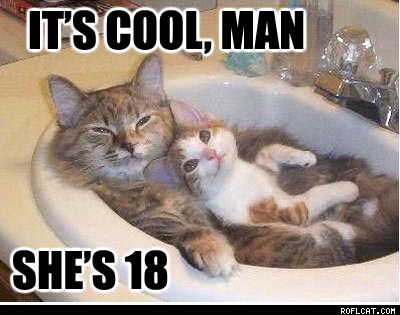 Memy ze śmiesznymi kotami  - Zdjęcie nr 1