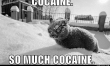 Memy ze śmiesznymi kotami  - Zdjęcie nr 2