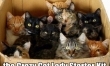 Memy ze śmiesznymi kotami  - Zdjęcie nr 8