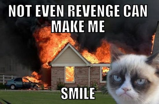 Memy ze śmiesznymi kotami  - Zdjęcie nr 11