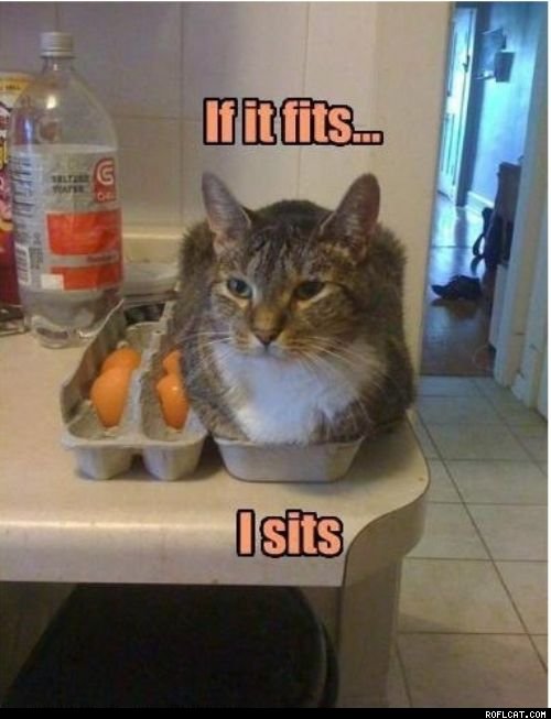Memy ze śmiesznymi kotami  - Zdjęcie nr 12