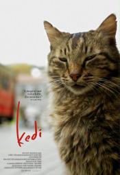 Kedi - sekretne życie kotów