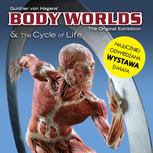 BODY WORLDS & The Cycle of Life 