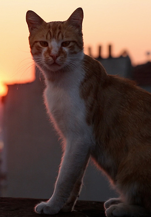 "Kedi - sekretne życie kotów" przedpremierowo w Kinie Atlantic